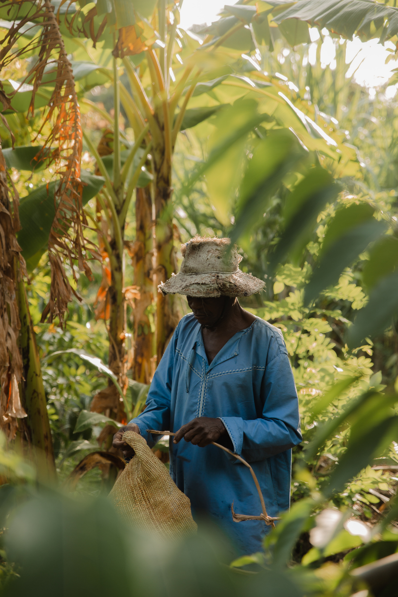 "Récolte traditionnelle ylang-ylang - Fleurs parfum oriental authentique des Comores"